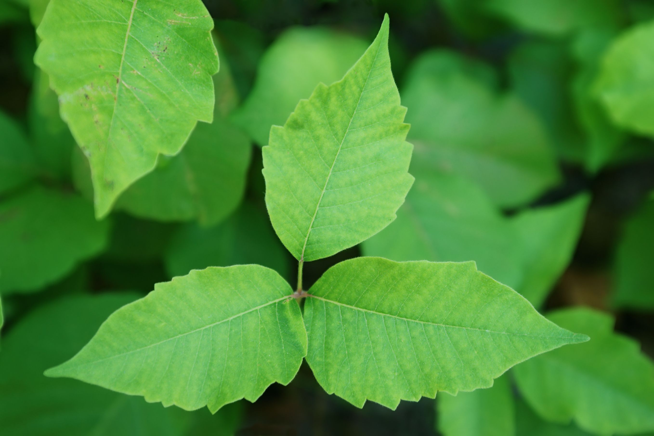 poison ivy treatment plant